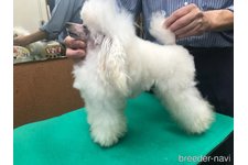 父親犬